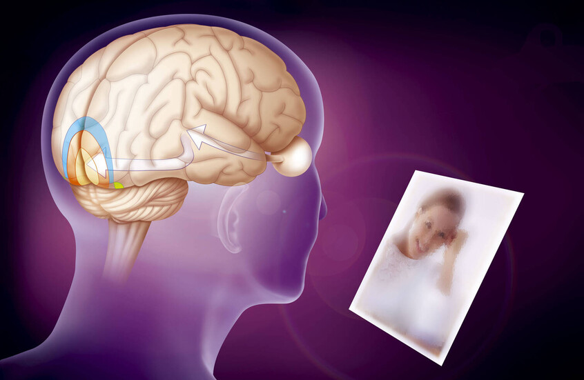 اكتشاف “مفتاح إعادة ترتيب الذكريات” في الدماغ!